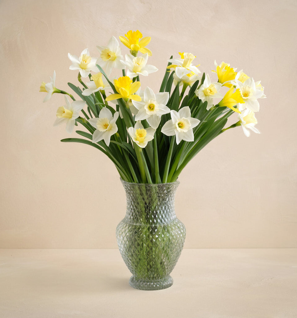 CL - The Daffodil Fields